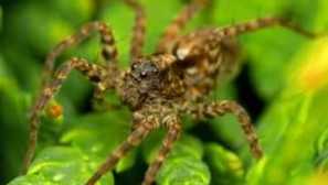 Jak určit packagolr